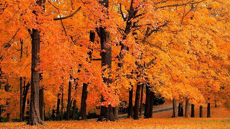 nature, trees, autumn, forests - desktop wallpaper