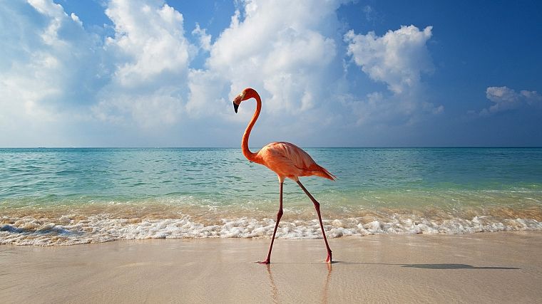 clouds, birds, flamingos, beaches - desktop wallpaper