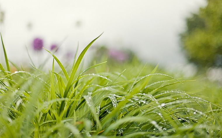 nature, grass, water drops, depth of field, blurred background - desktop wallpaper