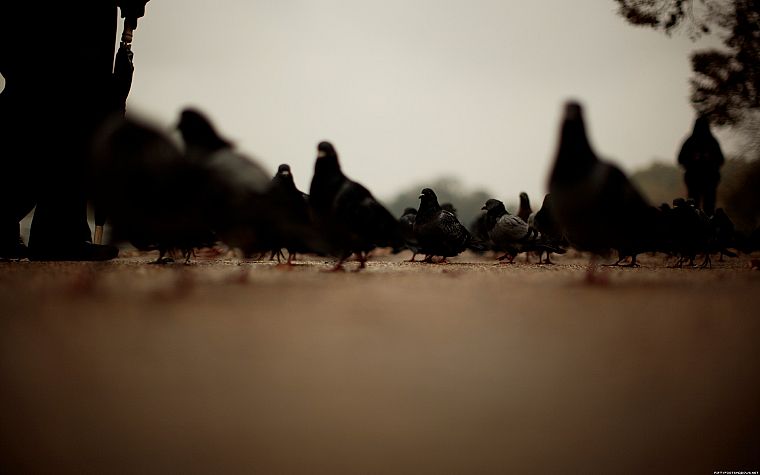 pigeons - desktop wallpaper