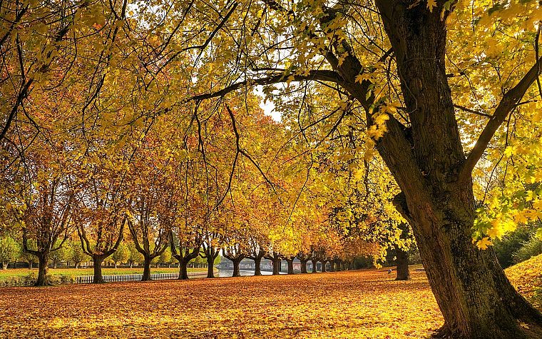 landscapes, nature, trees, autumn - desktop wallpaper