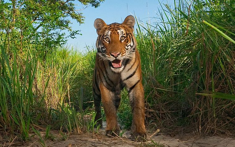 nature, animals, tigers, wildlife - desktop wallpaper