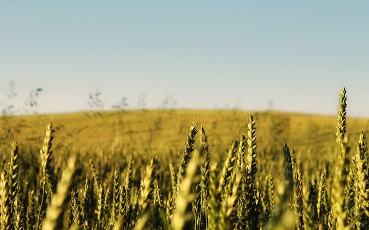 nature, fields, wheat, grain - desktop wallpaper