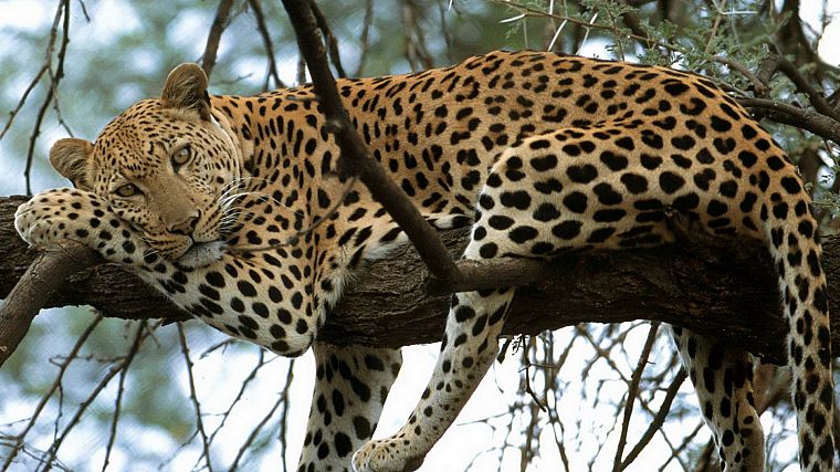 nature, trees, animals, feline, leopards - desktop wallpaper