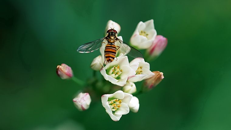 flowers, insects, wasp - desktop wallpaper