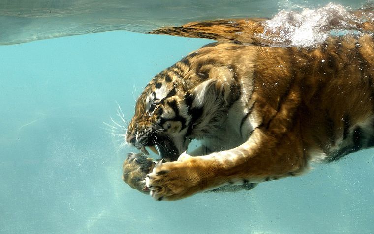 water, nature, animals, tigers, wet - desktop wallpaper