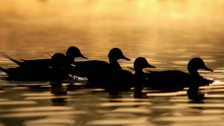 water, birds, ducks, silhouettes - desktop wallpaper