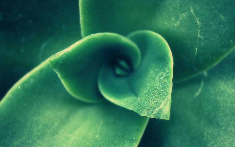 green, leaves, plants, macro, succulents - desktop wallpaper