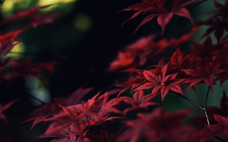 Japan, nature, trees, leaves, macro, depth of field - desktop wallpaper