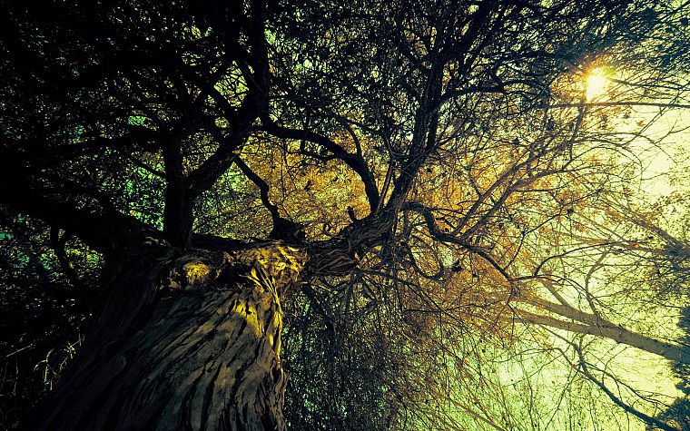nature, trees - desktop wallpaper