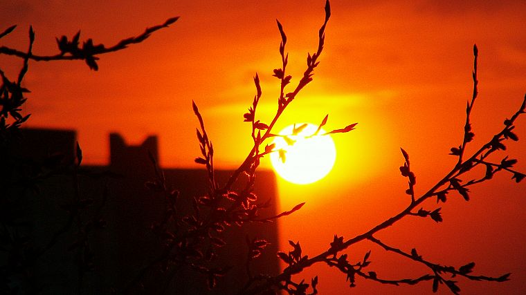 sunset, Sun, branches - desktop wallpaper