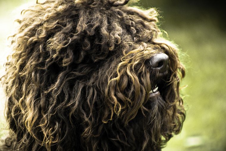 dogs, long hair, fur, depth of field, photo manipulation - desktop wallpaper