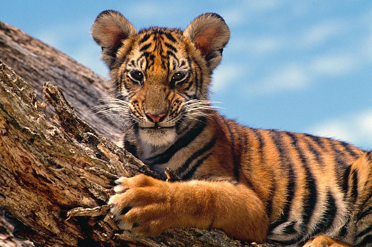 nature, animals, tigers - desktop wallpaper