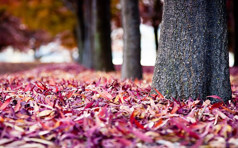 nature, trees, autumn, leaves, depth of field, fallen leaves - desktop wallpaper