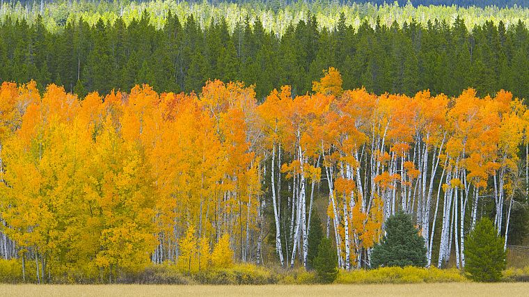 golden, Wyoming, Grand Teton National Park, National Park - desktop wallpaper