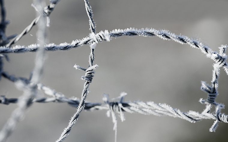 frosty, frost, macro, barbed wire - desktop wallpaper