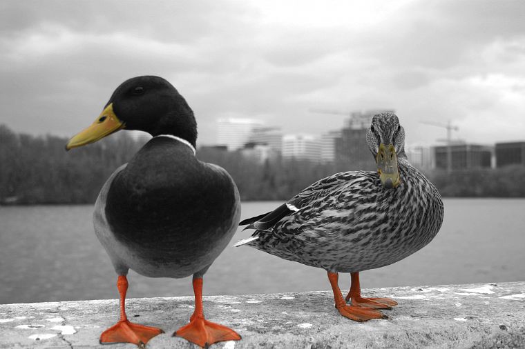 birds, ducks - desktop wallpaper