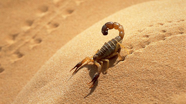 deserts, sahara, scorpions, Algeria - desktop wallpaper