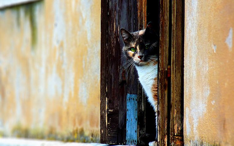 cats, animals, doors - desktop wallpaper