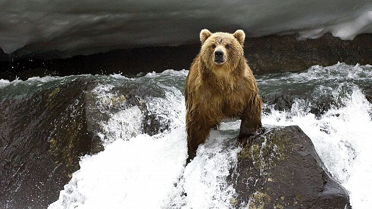 animals, bears, rivers - desktop wallpaper