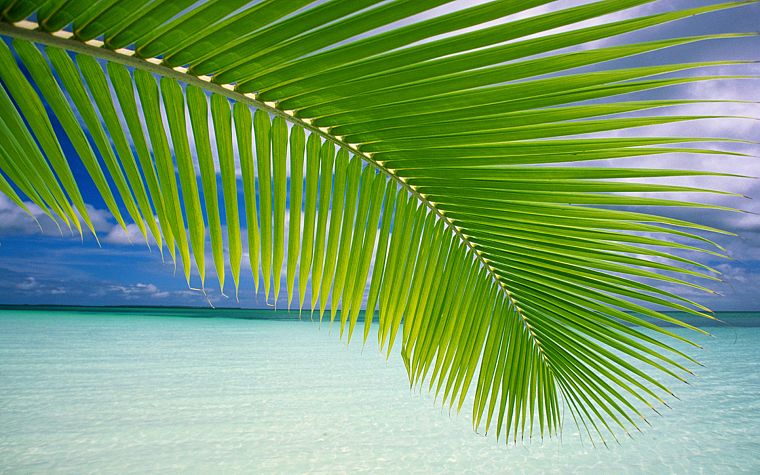 green, ocean, leaves, palm leaves - desktop wallpaper