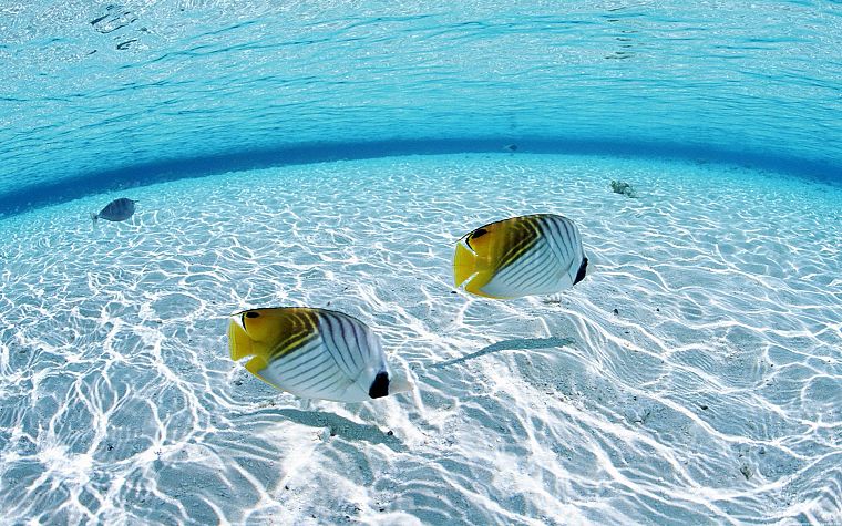 fish, shore - desktop wallpaper
