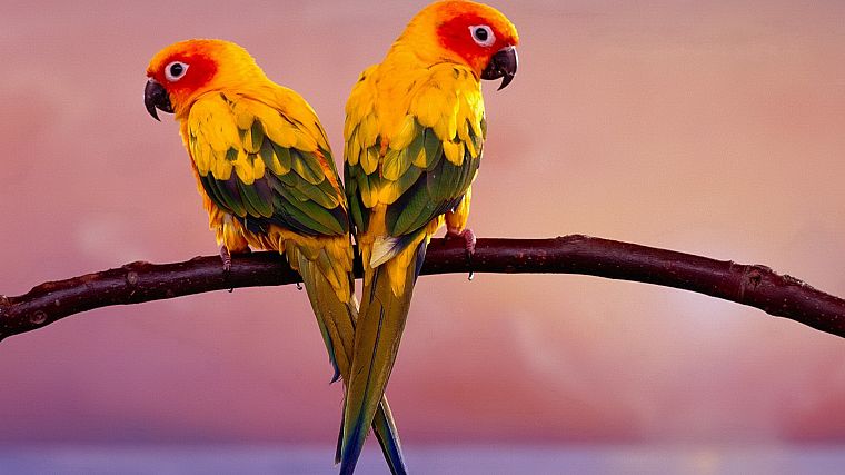 birds, parrots, parakeets, sun conure - desktop wallpaper