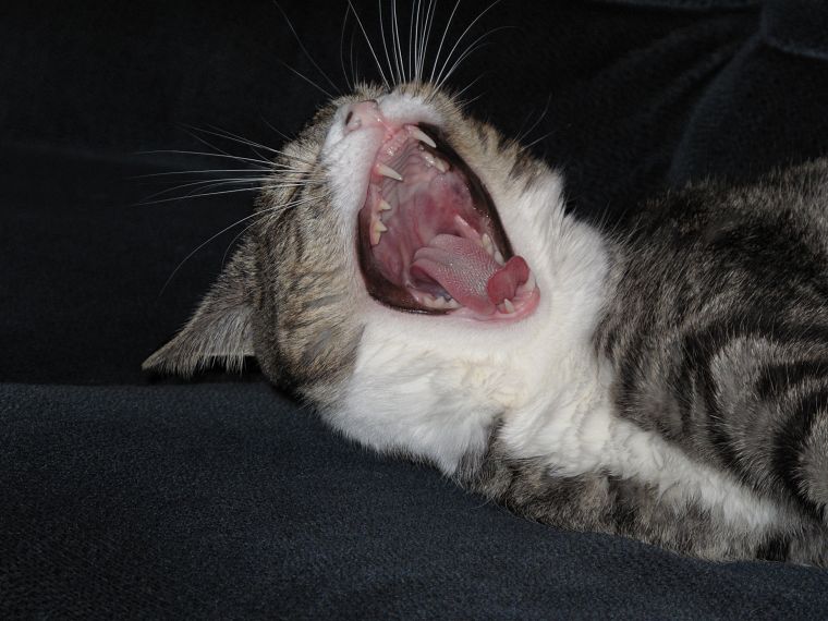 cats, animals, yawns - desktop wallpaper