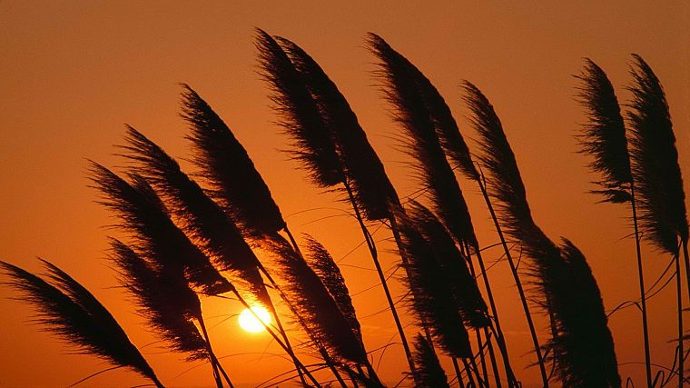 sunset, grass - desktop wallpaper