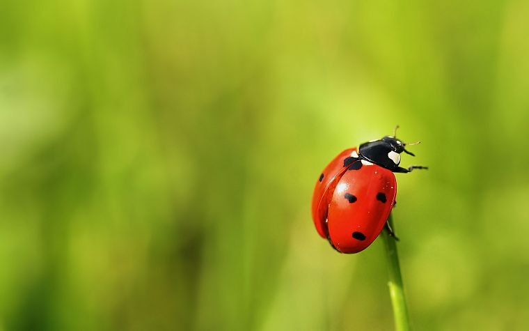 nature, insects, depth of field, ladybirds - desktop wallpaper
