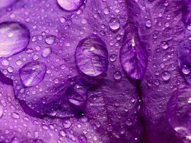 close-up, nature, flowers, purple, water drops, macro, flower petals - desktop wallpaper