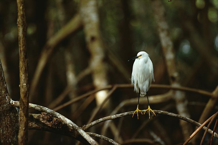 birds, Florida, National Park, branches, snowy egret, egrets, Everglades - desktop wallpaper