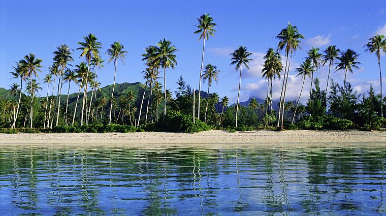 islands, French Polynesia, palm trees - desktop wallpaper