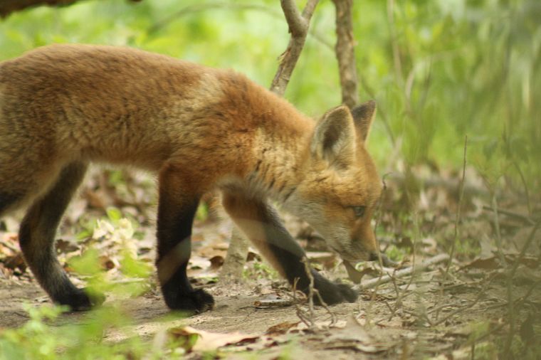 animals, furry animals, foxes - desktop wallpaper