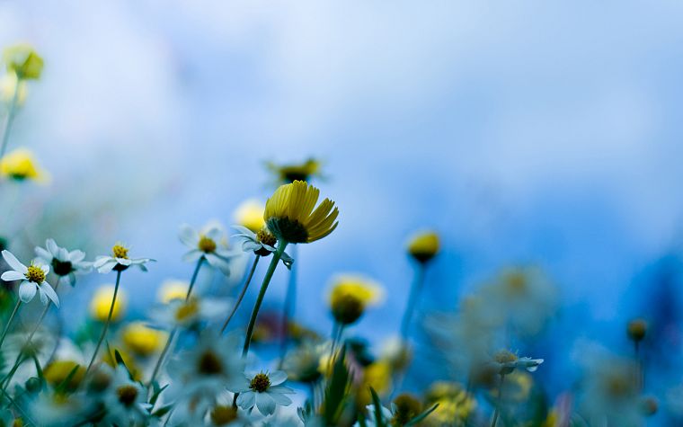 nature, flowers, yellow flowers, blurred background - desktop wallpaper