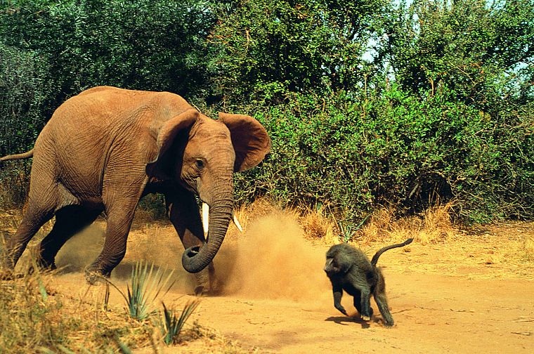 animals, fight, elephants, monkeys, baboon - desktop wallpaper