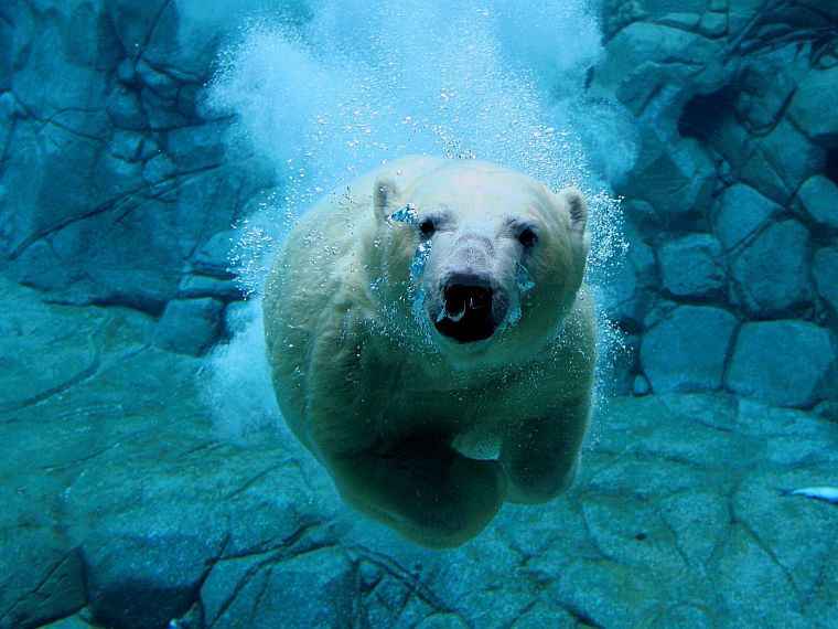 water, animals, swimming, polar bears - desktop wallpaper