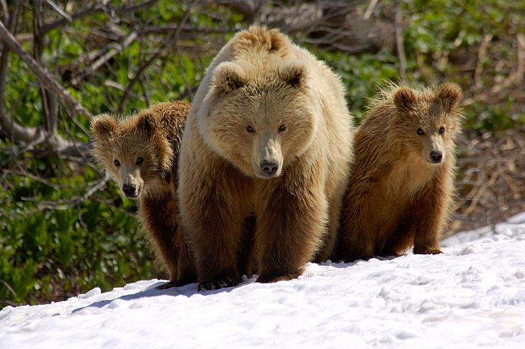 animals, bears - desktop wallpaper