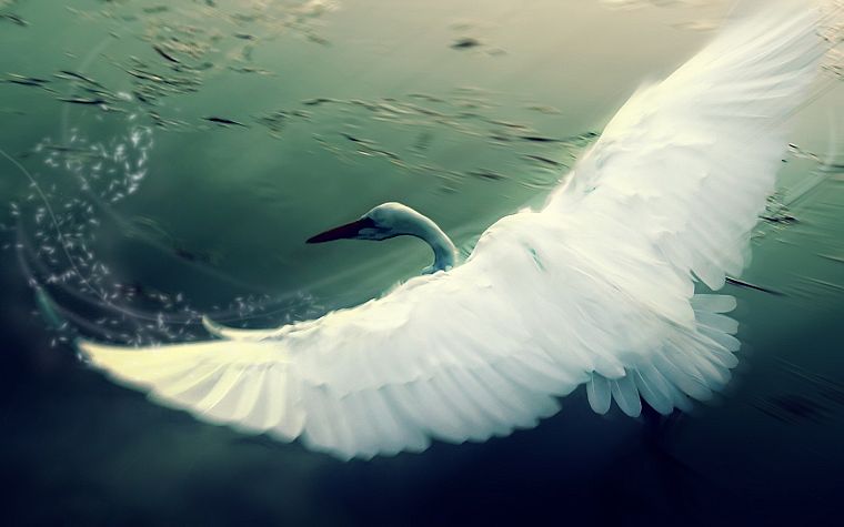 nature, wings, white, birds, cranes - desktop wallpaper