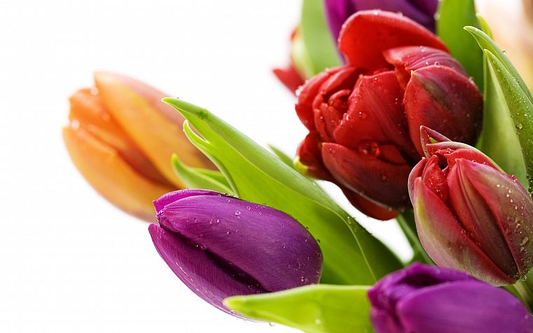 flowers, tulips, white background - desktop wallpaper
