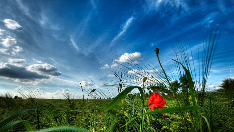 clouds, landscapes, flowers, fields, meadows, skyscapes - desktop wallpaper
