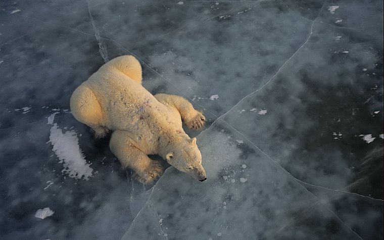 nature, animals, polar bears - desktop wallpaper