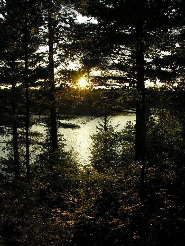 water, sunset, forests - desktop wallpaper