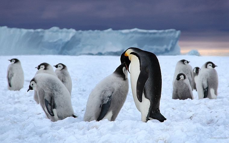 birds, penguins - desktop wallpaper