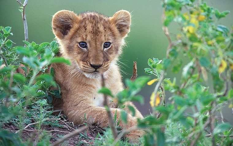 animals, cubs, feline, lions - desktop wallpaper