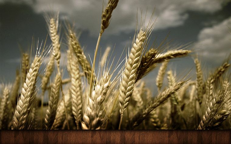 nature, fields, wheat, artwork - desktop wallpaper