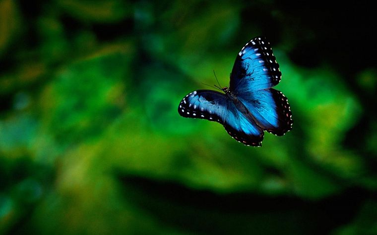 nature, bugs, depth of field, butterflies - desktop wallpaper