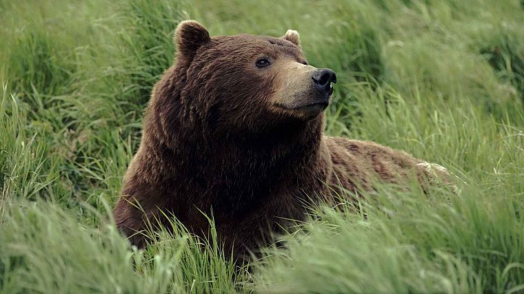 Alaska, grizzly bears, rivers - desktop wallpaper