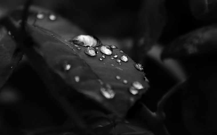 black and white, leaf, water drops - desktop wallpaper