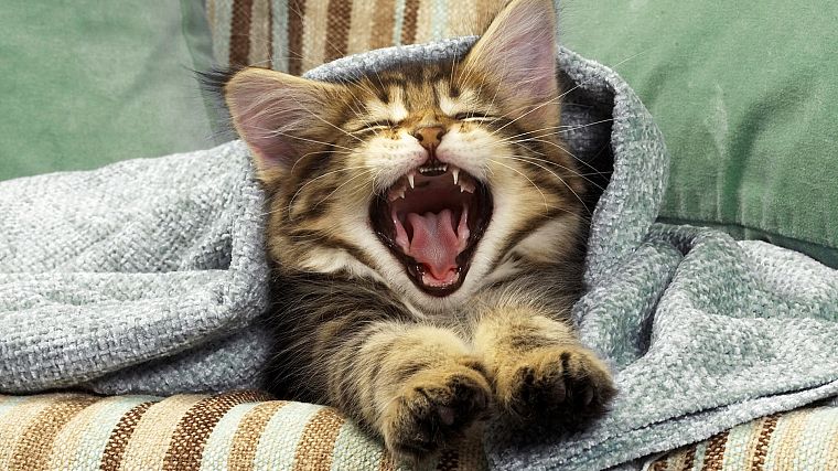 cats, yawns - desktop wallpaper